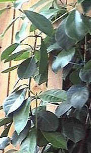Псидиум - гуаява (растение).