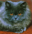 Персидская голубая кошка.